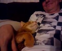 Le chat en Russie