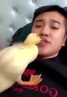 Prise de bec 