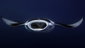 Manta face