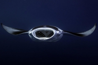 Manta face
