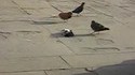Gang bang de pigeon mort