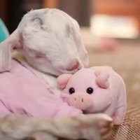 Jigo, le petit agneau