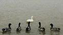 Des canards