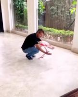 Je ne connais pas bien la l’anatomie du flamand 