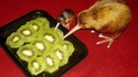 Cannibale