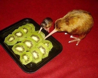 Cannibale