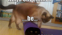 Cat can't catch you