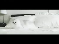 Chat blanc