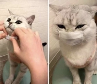 Coronacat