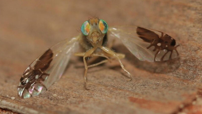 Cette mouche a été découverte très récemment en 2012, en Oman. 
Experte dans l'art de l'imitation, elle possède sur chaque aile la forme d'une fourmi qui a pour but de repousser les prédateurs.
