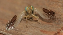 Dame Nature, magnifique et impitoyable 15 - Goniurellia tridens 