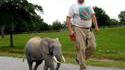 Elephant de maison