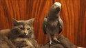 Barre-toi, tu gâches la vidéo !