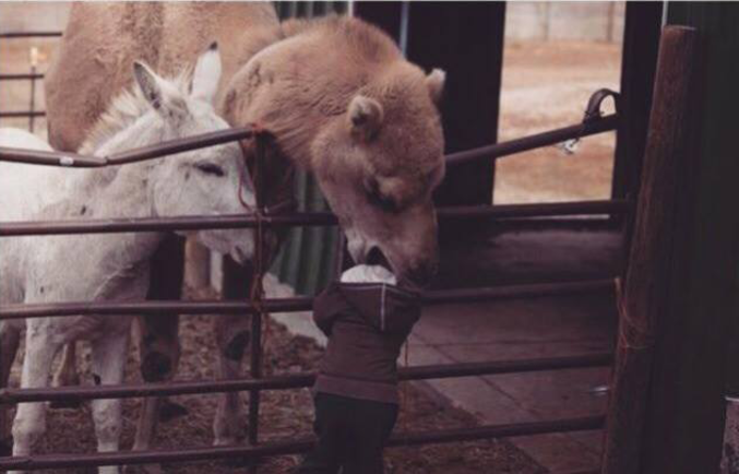 Votre enfant se fait manger par un chameau.
Vous décidez de :
a) sauver votre enfant
b) prendre une photo