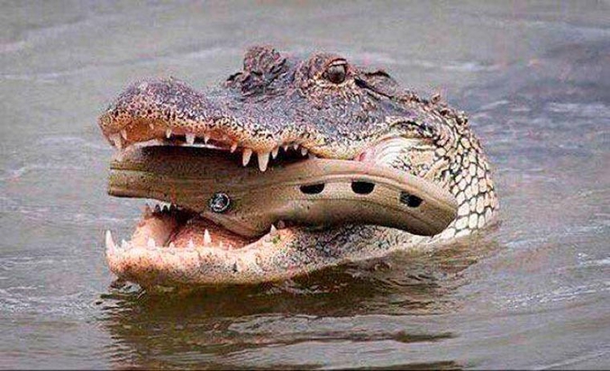 Un croc dans un croco