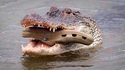 Croc²