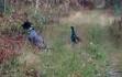Bon chien chasse de race