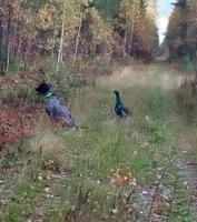 Bon chien chasse de race