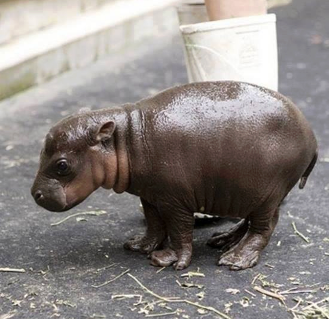 Un petit hippopotame trop mignon je veux le même !!