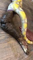 À savoir avant d’adopter un serpent