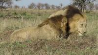Lions progressistes
