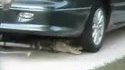 Crocodile sous une voiture