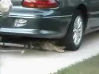 Crocodile sous une voiture