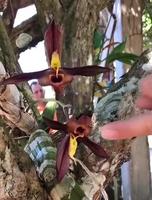 Orchidées Catasetum 