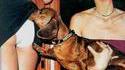 Chien curieux
