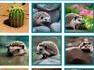 Captcha originale