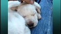 Trois chiots caressés