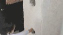Chat joueur