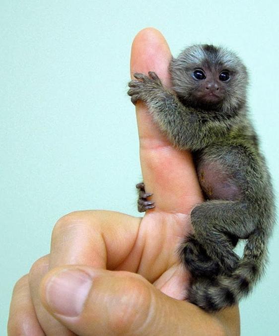 La plus petite espèce (connue) de singes au monde.
