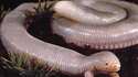 Lombrik à pattes
