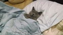 De quoi peut bien rêver Mylo?