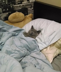 De quoi peut bien rêver Mylo?