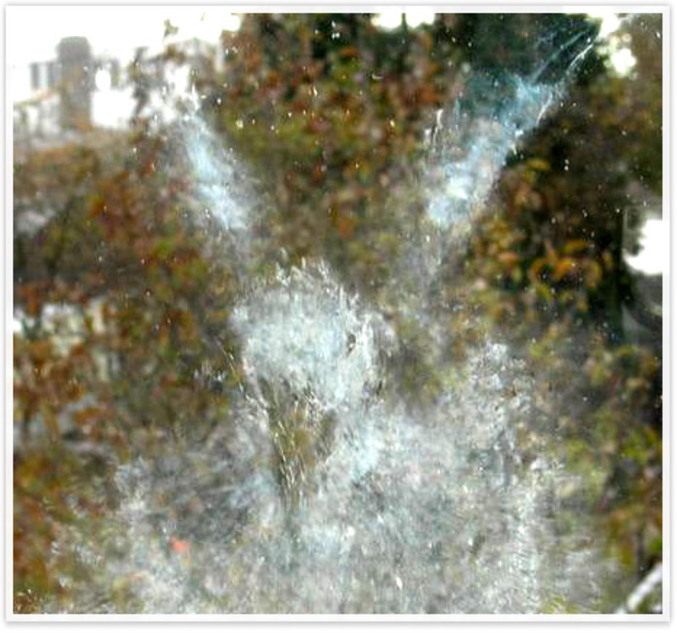 On peut distinguer la trace sur une vitre d'un pigeon ayant percuté un peu plus tôt celle-ci.