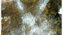 Trace de pigeon
