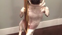 Pole dance sexy 