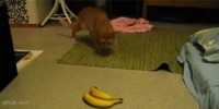 Pas de banane !