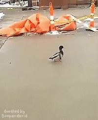 Comme des canards