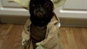 Cosplay de Yoda