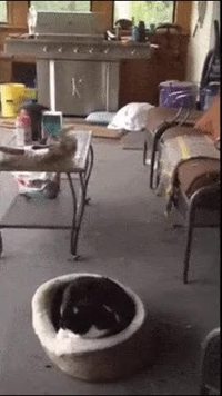 Comme chien et chat 34