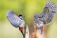 Une rencontre au sommet 