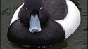 Un canard