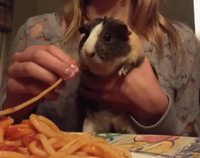 Un cochon d'inde se fait un spaghetti