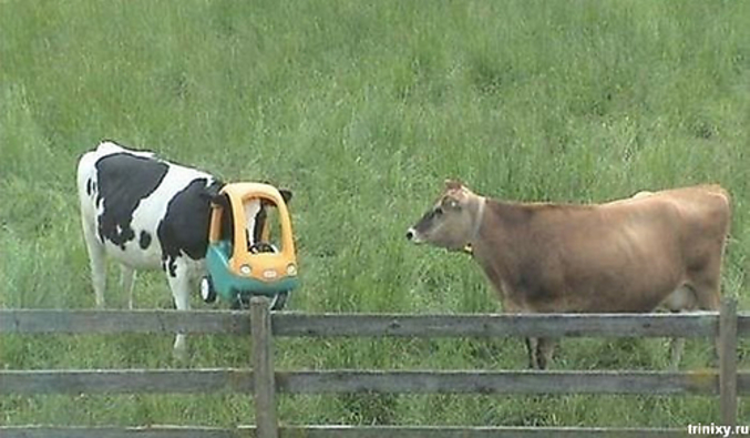 Une vache qui semble avoir trouvé un nouveau jouet.