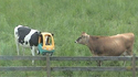 Casque de vache