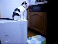 Chat trolleur