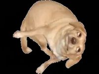 Un chien